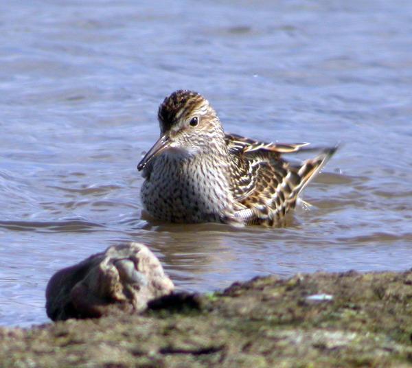 Pectoral Sandpiper