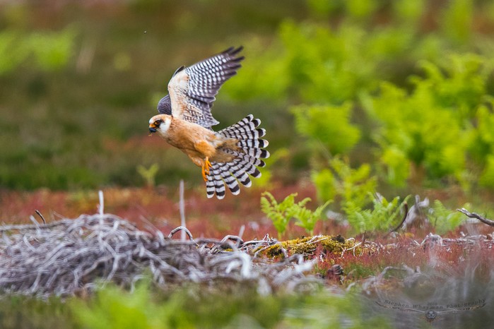 Red-footed Falcon