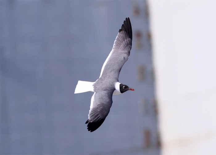 Laughing Gull
