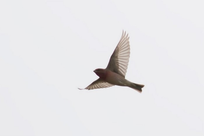 Common Rosefinch