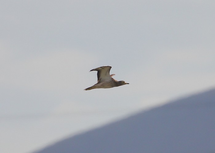 Stone Curlew