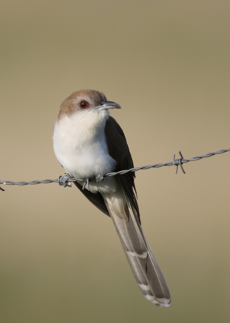Black-billed Cuckoo