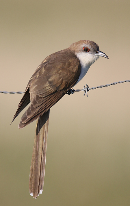 Black-billed Cuckoo