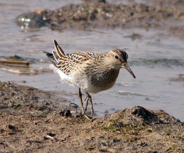 Pectoral Sandpiper