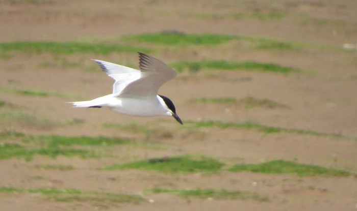 Gull-billed Tern