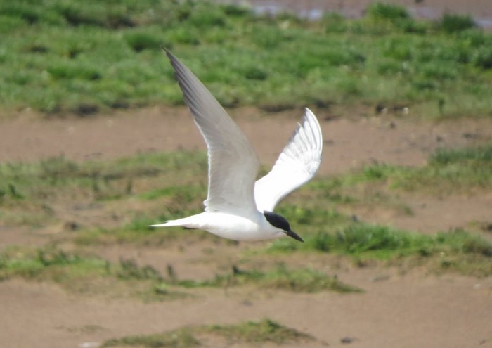 Gull-billed Tern