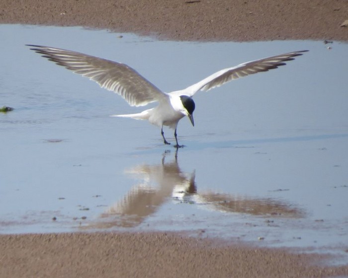 Gull-billed Tern