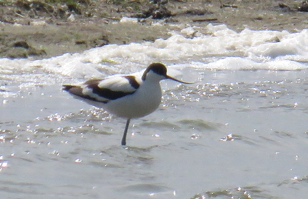Avocet