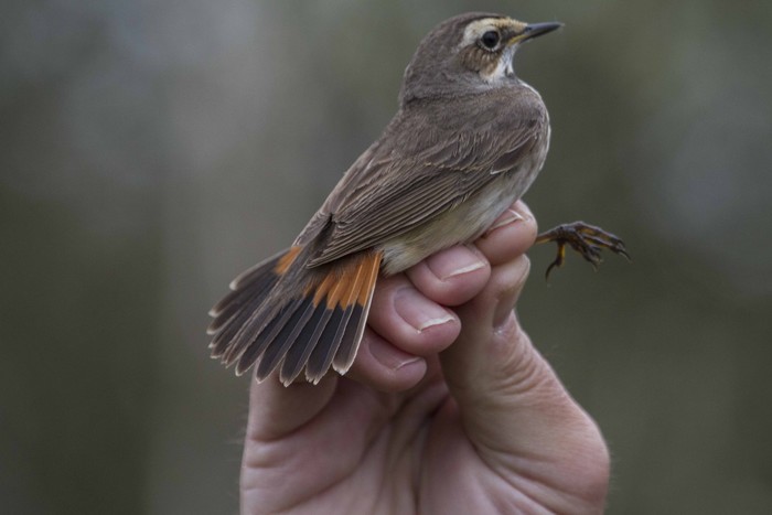 Bluethroat