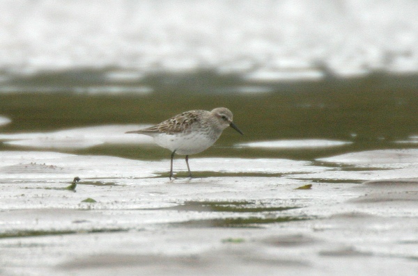 White-rumped Sandpiper