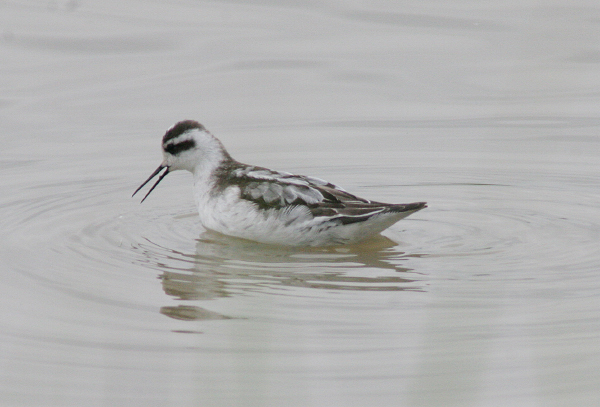 Red-necked Phalarope