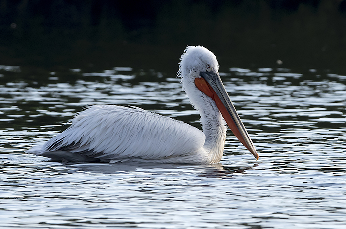 Dalmatian Pelican