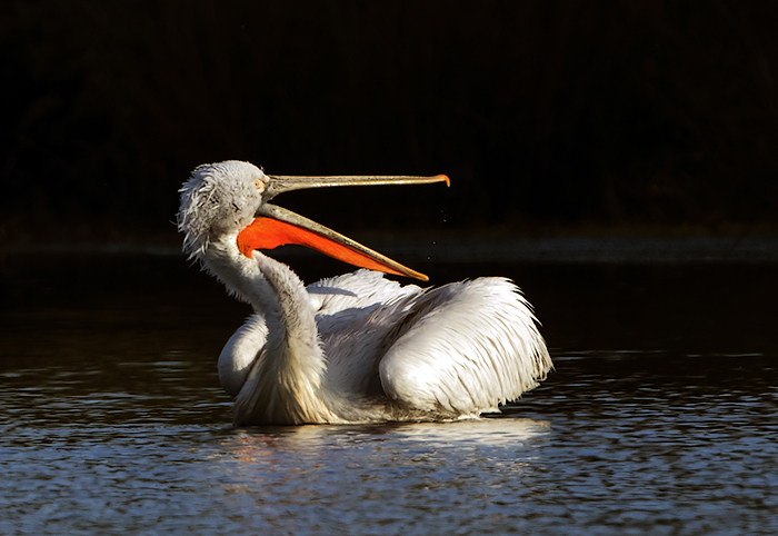 Dalmatian Pelican