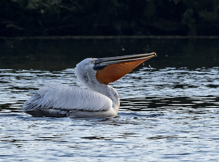 Dalmatian Pelican