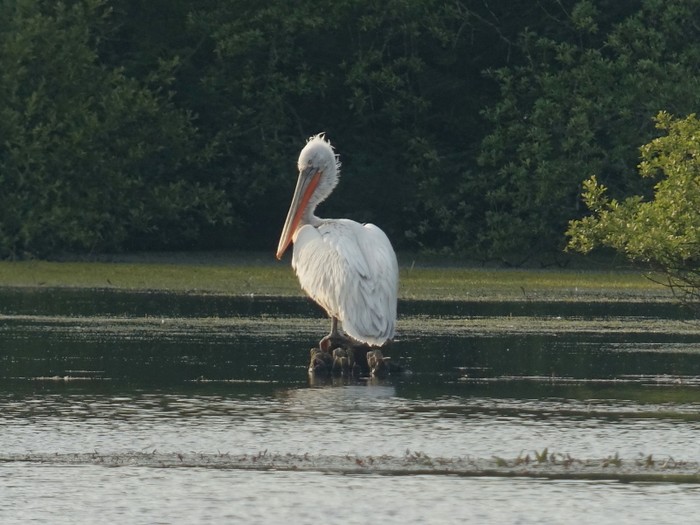 Dalmatian Pelican