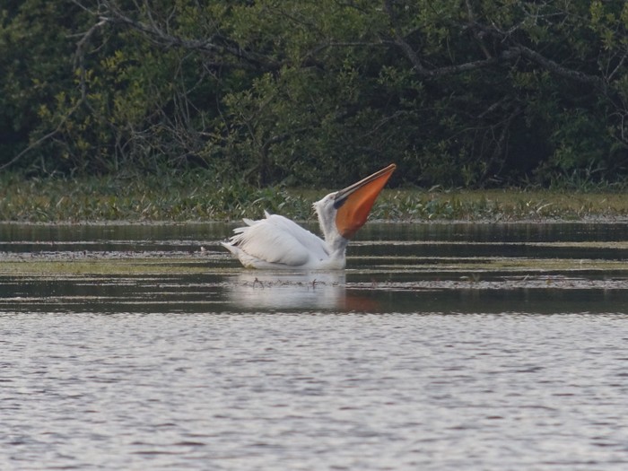 Dalmatian Pelican