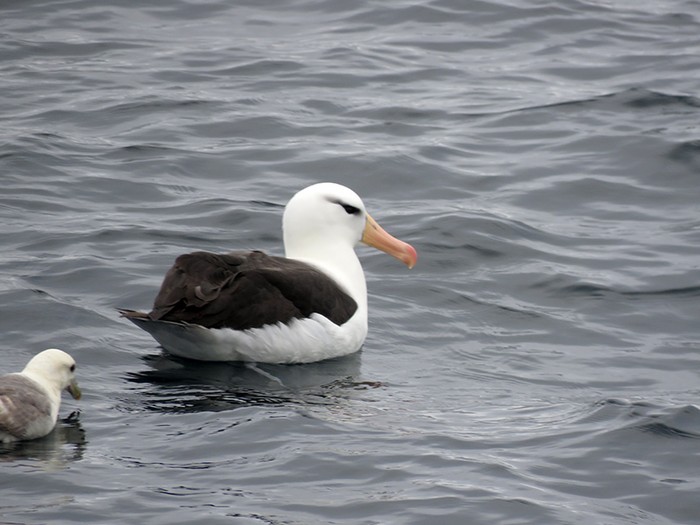 Black-browed Albatross