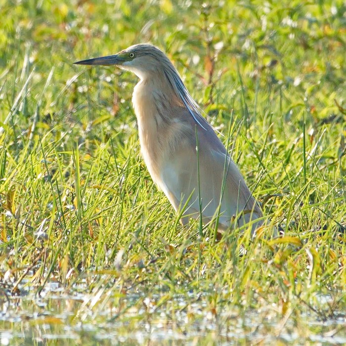 Squacco Heron