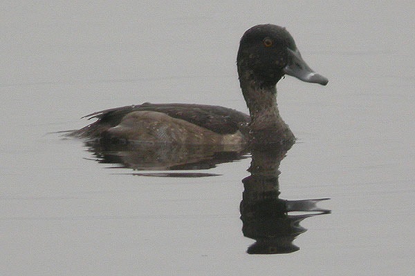 Ring-necked Duck
