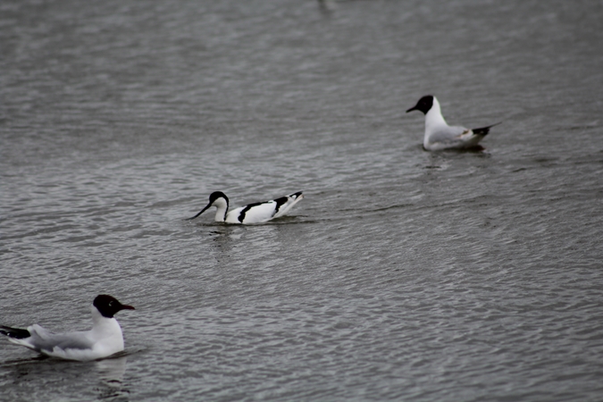 Avocet