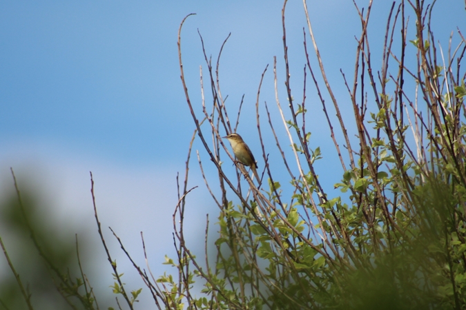 Sedge Warbler
