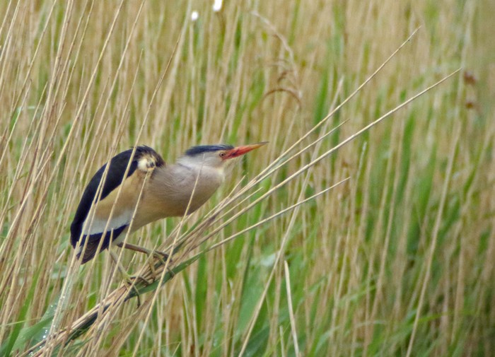 Little Bittern