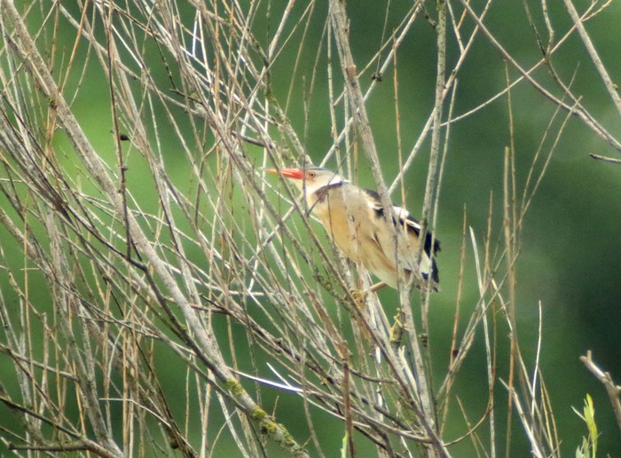 Little Bittern