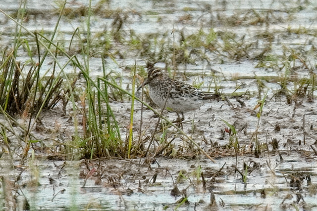 Broad-billed Sandpiper