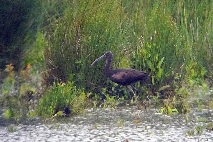 Glossy Ibis