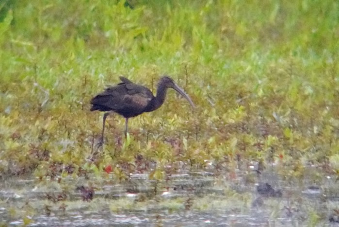 Glossy Ibis