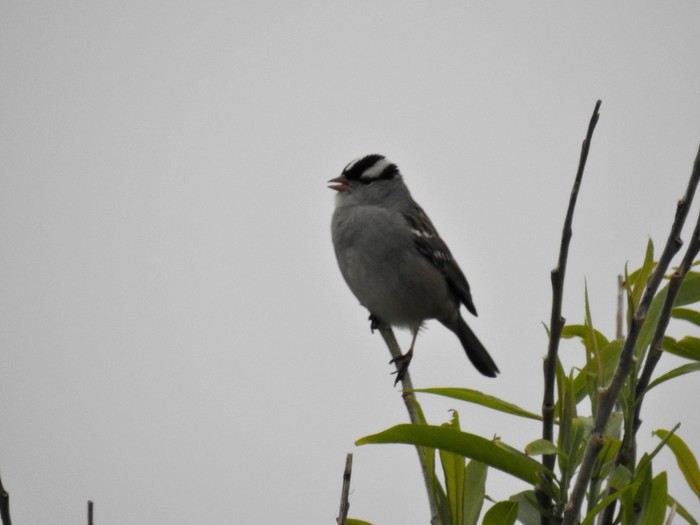 Eastern White-crowned Sparrow
