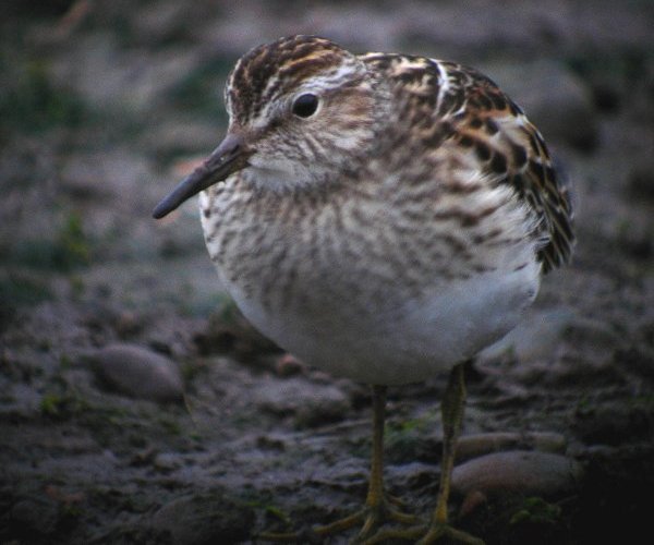 Pectoral Sandpiper