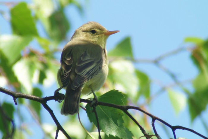 Icterine Warbler