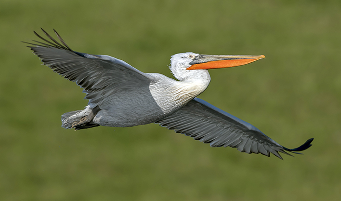 Dalmatian Pelican