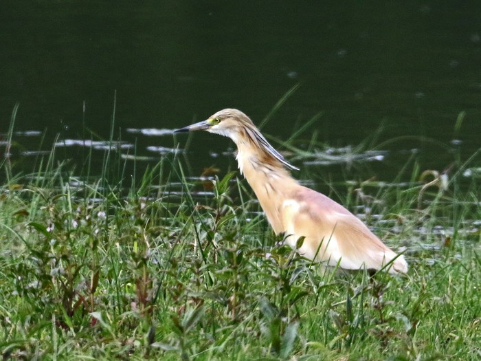 Squacco heron