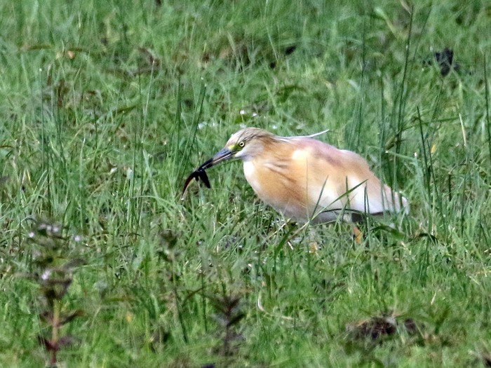 Squacco Heron
