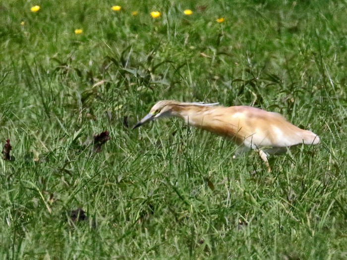 Squacco heron