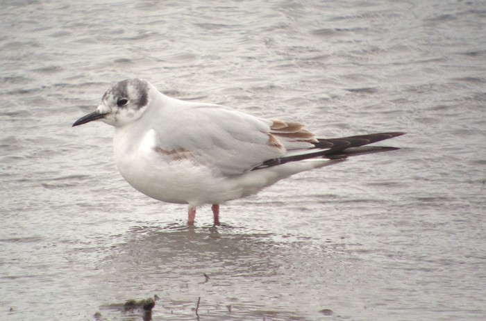 Bonaparte's Gull