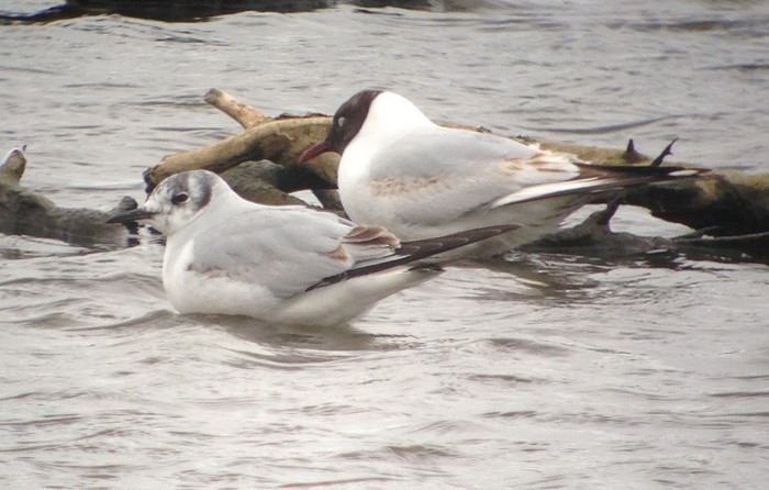Bonaparte's Gull