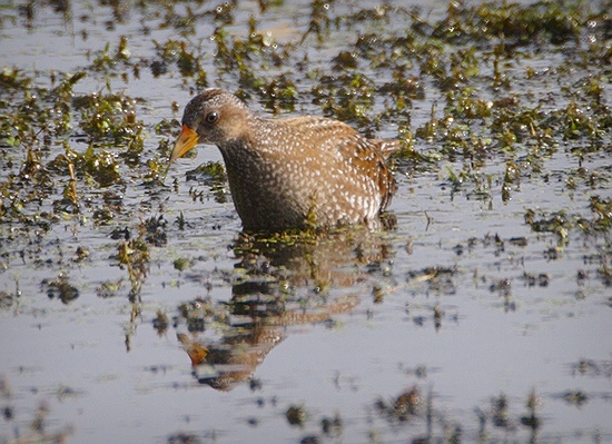 Spotted Crake