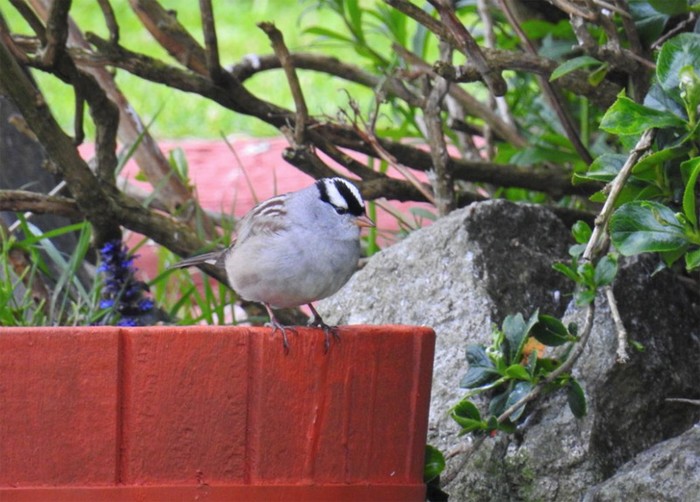 White-crowned Sparrow