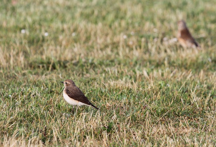 Black-eared Wheatear