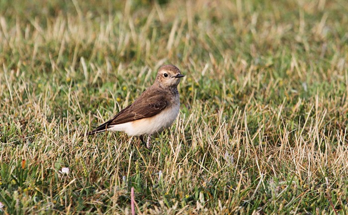 Black-eared Wheatear