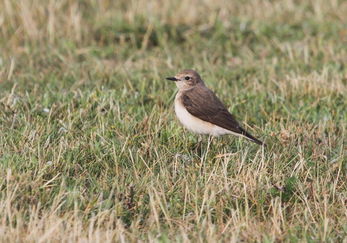 Black-eared Wheatear