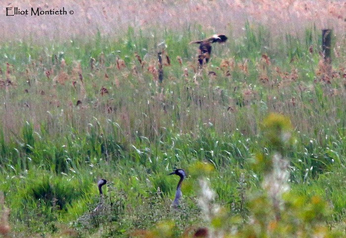 Common Crane