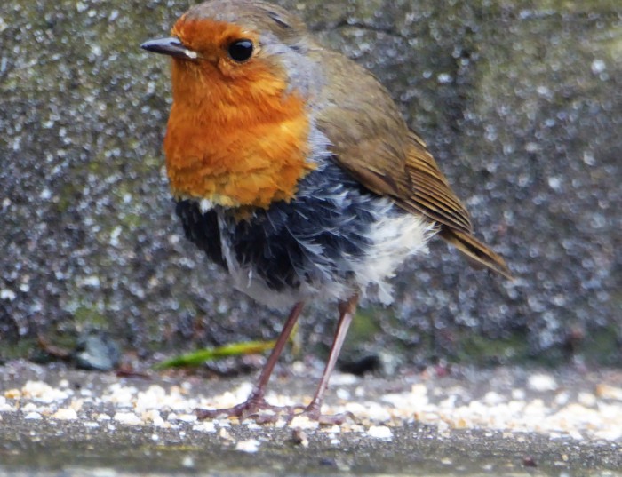Robin