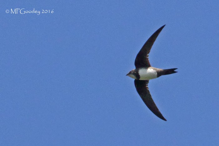 Alpine Swift