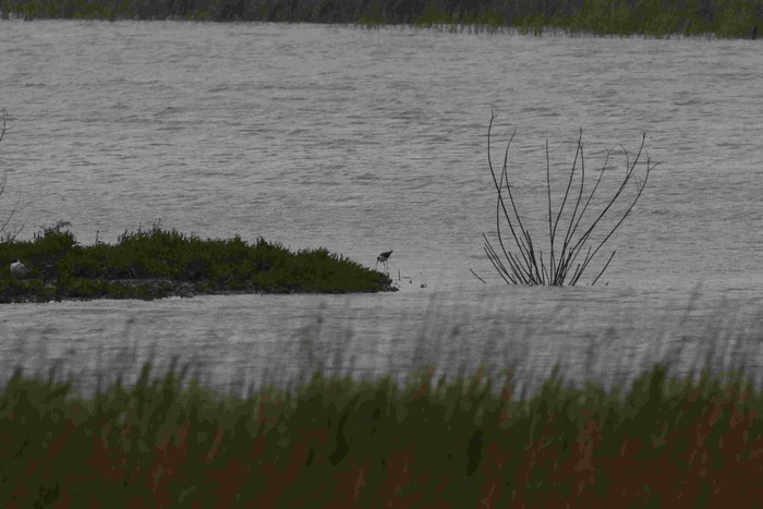 Black-winged Stilt