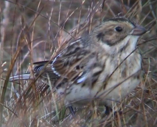 Lapland Bunting