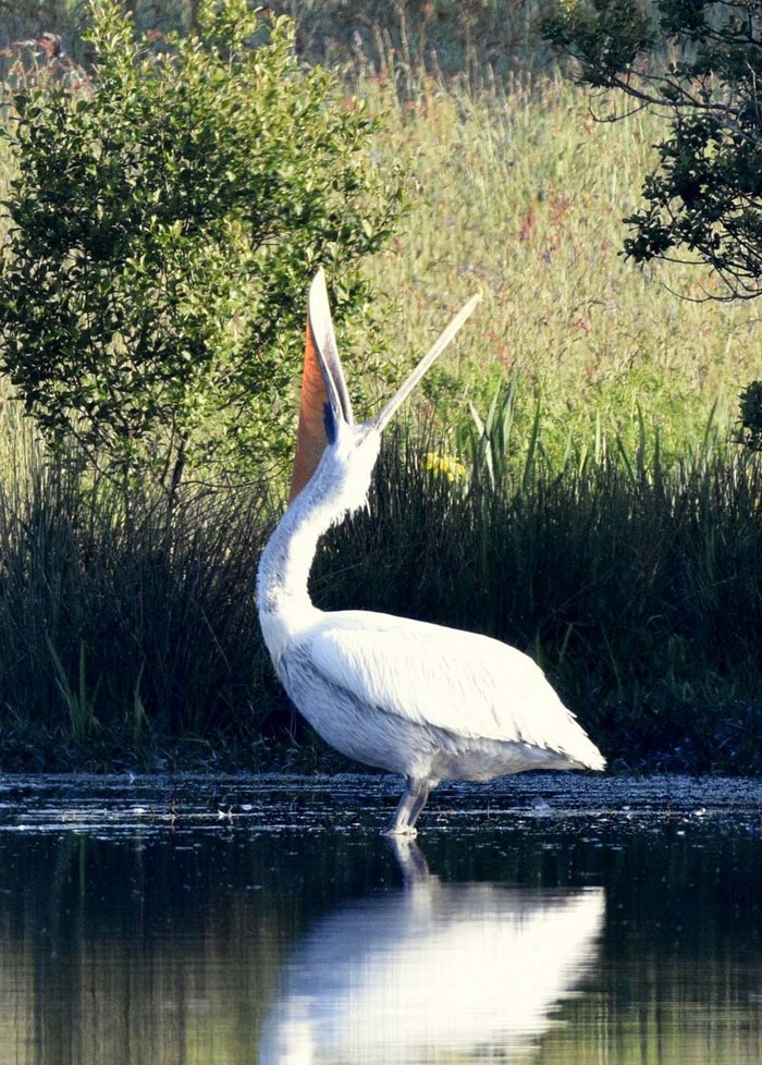 Dalmatian Pelican
